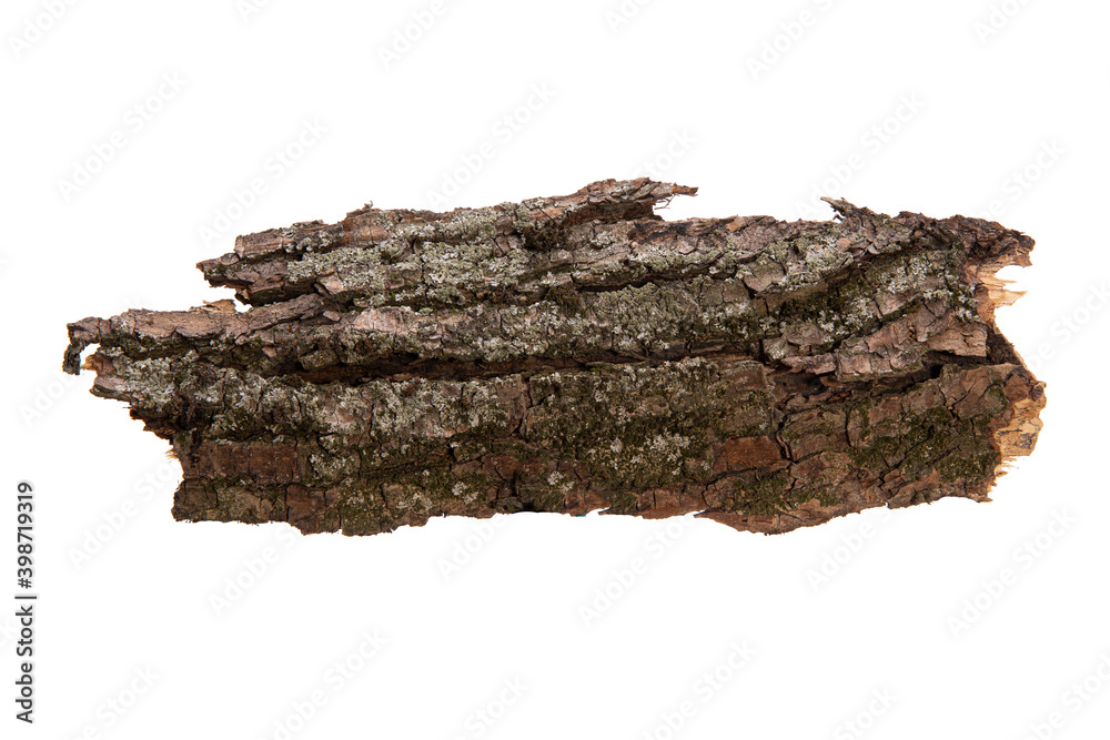 Poster the bark of the tree is isolated on a white background. wooden texture