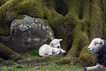 Herdwick Mother and Lamb resting in the Lake Disrtrict