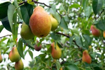 Ripe pear on the tree with green foliage. High quality photo