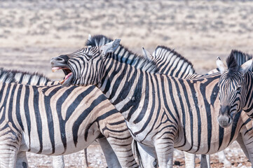 Fototapeta na wymiar Burchells zebra yawning