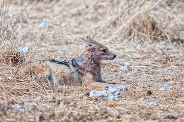 Black-backed jackal, Canis mesomelas, lying in grass