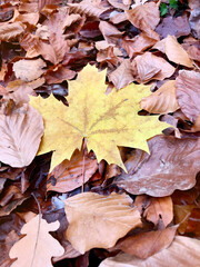 Yellow Autumn Leaves .Autumn Leaves Background
