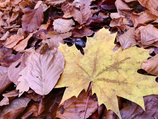 Yellow Autumn Leaves .Autumn Leaves Background