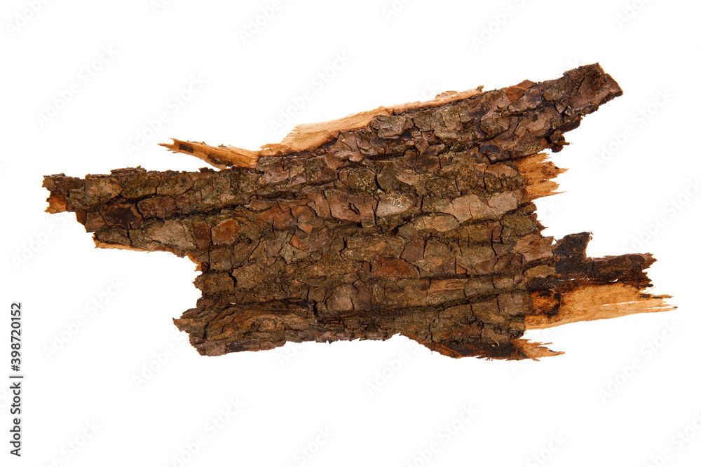 Poster the bark of the tree is isolated on a white background. wooden texture