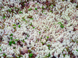 Arctic white moss yagel in the Northern forest. Natural background