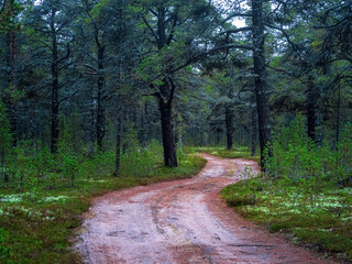 Arctic dense Northern forest with a winding road.