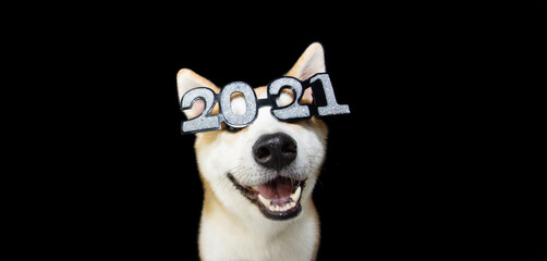 Akita dog celebrating happy new year with 2021 text glasses costume. Isolated on black background.
