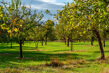 Mannheim, Germany. October 4th, 2009. Autumn landscape of a apple trees field in the nature reserve 