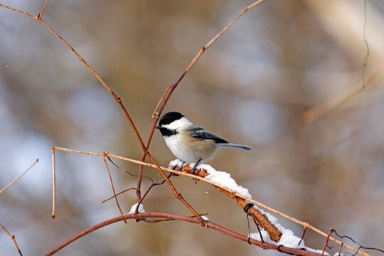 Une M&eacute;sange &Agrave; T&ecirc;te Noire sur une branche en hiver