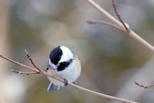 Une M&eacute;sange &Agrave; T&ecirc;te Noire sur une branche en hiver
