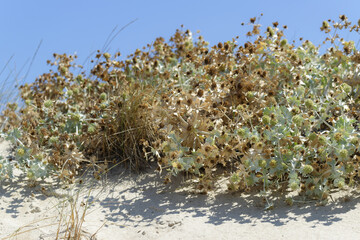Fleurs en bord de mer dans la région des Pouilles en Italie