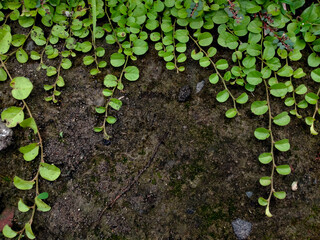 green creeping jenny on the ground