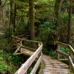 Fototapeta premium wooden bridge in the forest
