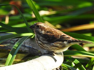 A sparrow in a bird bath