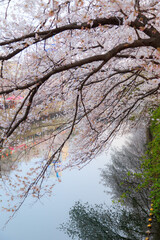 横浜　東京　お花見　夜桜
