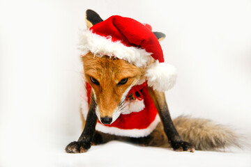 Christmas angry fox in a red hat