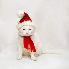 New year white cat