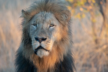 Male lion (Panthera leo) in golden morning light in the Timbavati Reserve, South Africa