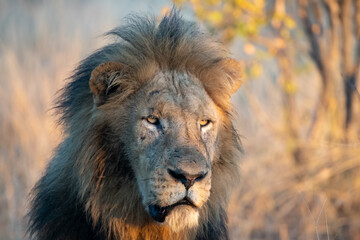 Naklejka na ściany i meble Male lion (Panthera leo) in golden morning light in the Timbavati Reserve, South Africa