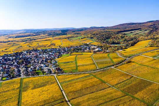 Aerial view, golden vineyards in autumn from above, Rheingau, region, Oestrich-Winkel, Hallgarten, Hesse, Germany