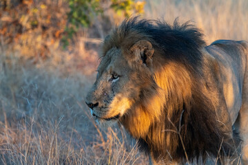 Fototapeta na wymiar Male lion (Panthera leo) in golden morning light in the Timbavati Reserve, South Africa