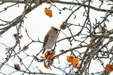 A migratory bird, eats apples of last season