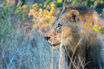 Male lion (Panthera leo) in golden morning light in the Timbavati Reserve, South Africa