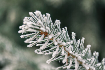 frost on needles