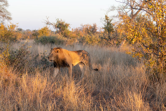Male lion (Panthera leo) in golden morning light in the Timbavati Reserve, South Africa