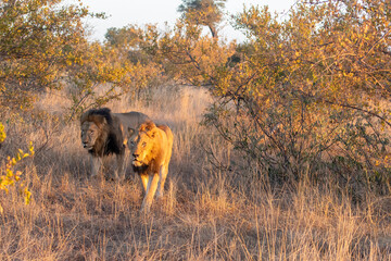Male lion (Panthera leo) in golden morning light in the Timbavati Reserve, South Africa