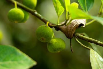 Raw fruits of sand paper tree or Ficus exasperata