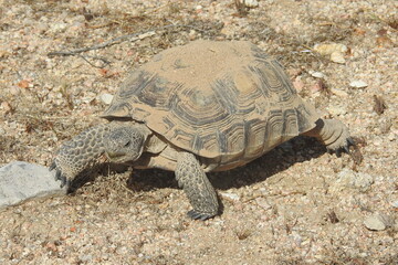 Desert Tortoise, Mojave Desert, California. This amazing reptile emerged from her burrow, ready to eat.  She munched on patches of desert grass protruding from the pebbles of sand.