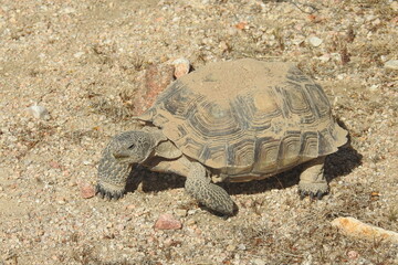 Desert Tortoise, Mojave Desert, California. This amazing reptile emerged from her burrow, ready to eat.  She munched on patches of desert grass protruding from the pebbles of sand.