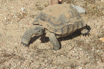 Fototapeta premium Desert Tortoise, Mojave Desert, California. This amazing reptile emerged from her burrow, ready to eat. She munched on patches of desert grass protruding from the pebbles of sand.