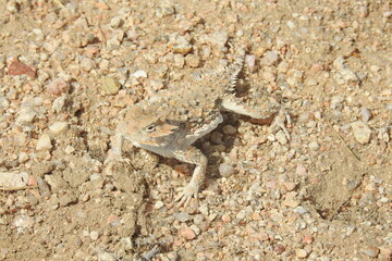 Desert horned lizard camouflaged to match his surroundings, Mojave Desert, California.