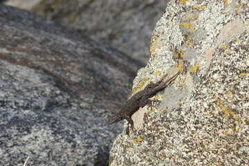 Western fence lizard clinging to a boulder, in Stallion springs, in the Tehachapi Mountains, California. 