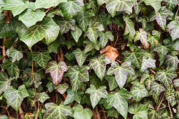 Wild ivy growing on the wall