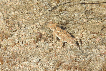 Desert horned lizard camouflaged to match his surroundings, Mojave Desert, California.