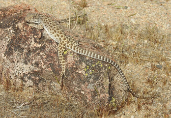 Fototapeta na wymiar Long-nosed leopard lizard enjoying a sunny day in the Mojave Desert, California. A handsome reptile with vibrant color and spectacular markings.