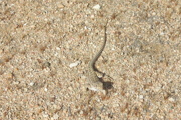 Long-nosed leopard lizard enjoying a sunny day in the Mojave Desert, California. A handsome reptile with vibrant color and spectacular markings.