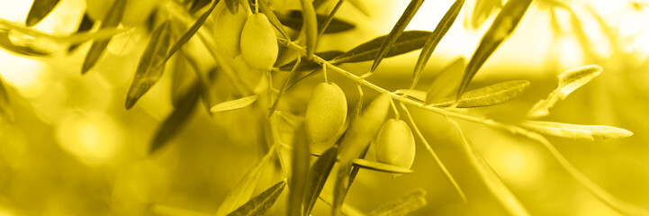 green olives grow on a olive tree branch in the garden. selective focus. banner. toned in...