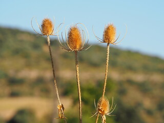 Obraz premium cactus doruados en el barranco de gabasa, huesca, aragon, españa