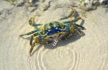 Green saltwater shore crab (Carcinus maenas) in natural habitat, close-up. Normandy, France. Crystal clear water, sand, rocks texture. Wildlife, nature, zoology, biology. Panoramic image © Alex Stemmer