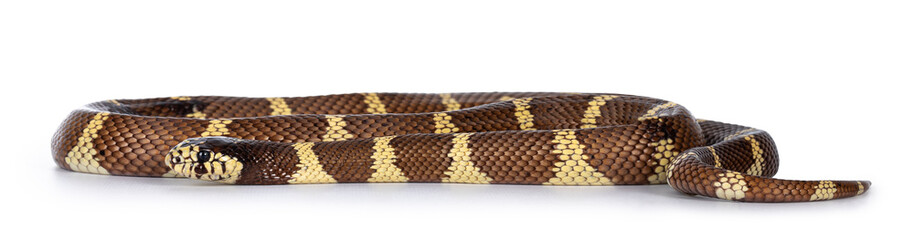 Adult California kingsnake aka Lampropeltis getula californiae snake, isolated on white background.