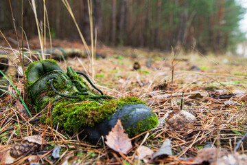 Naklejka na ściany i meble an old Shoe in the woods. lost shoes. sneaker overgrown with moss