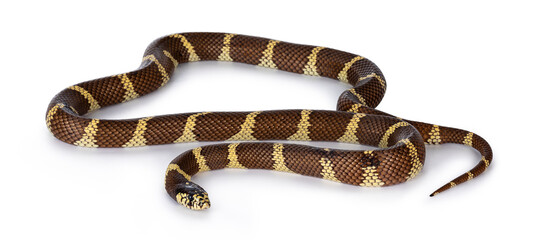 Naklejka premium Adult California kingsnake aka Lampropeltis getula californiae snake, isolated on white background.