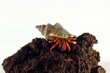hermit crab with a white background