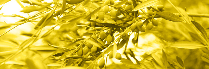 green olives grow on a olive tree branch in the garden. selective focus. banner. toned in illuminating, trend color of the year 2021