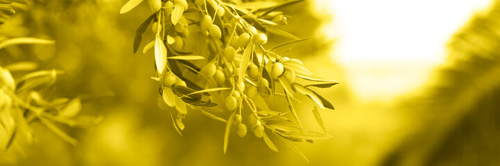 green olives grow on a olive tree branch in the garden. selective focus. banner. toned in illuminating, trend color of the year 2021