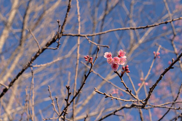 nearly blooming pink wild himalayan cherries on branches